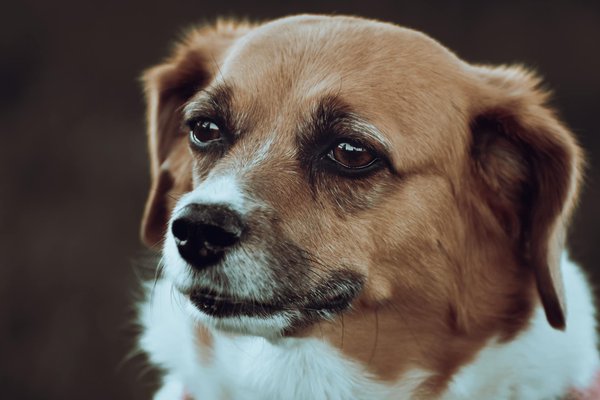 Crafting an Effective Diet Plan for Your Hyperthyroid Cat: Tips to Balance Weight and Energy