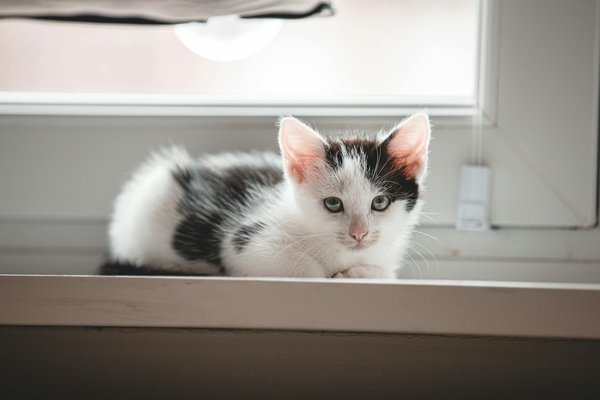 Essential Tips for Creating a Burrowing-Friendly Habitat for Your Prairie Dog Pets